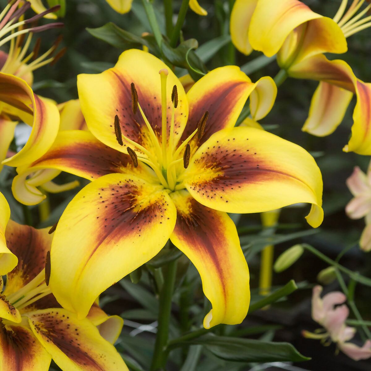 Lilium AOA 'Viva La Vida'